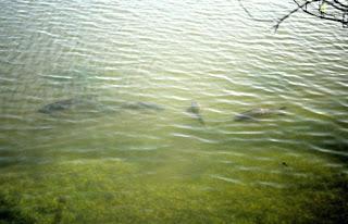 Nice Carp :) - locul-potrivit-pentru-crap.jpg